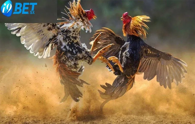 Đặc biệt, tại i9bet, trải nghiệm Đá Gà Asil đã trở nên sống động và thú vị hơn bao giờ hết khi kết hợp cùng công nghệ phát sóng trực tuyến