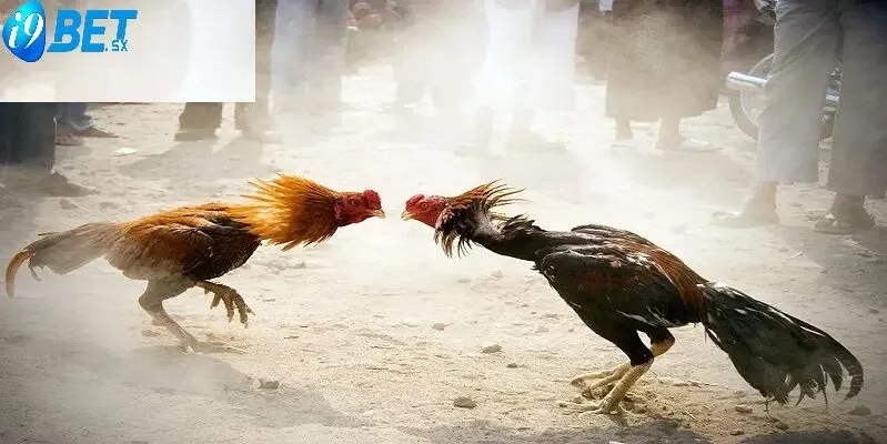 Đá Gà Casino i9bet là loại hình cá cược trực tuyến dựa trên các trận đấu đá gà thật, được truyền hình trực tiếp từ các trường gà nổi tiếng