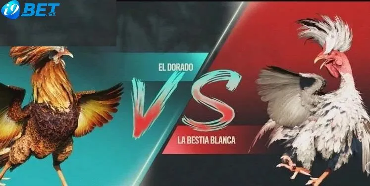 Đá Gà Chọi Cuba , hay còn gọi là gà Asil Cuba, là một giống gà chọi nổi bật trong cộng đồng đam mê đá gà, đặc biệt là tại Philippines