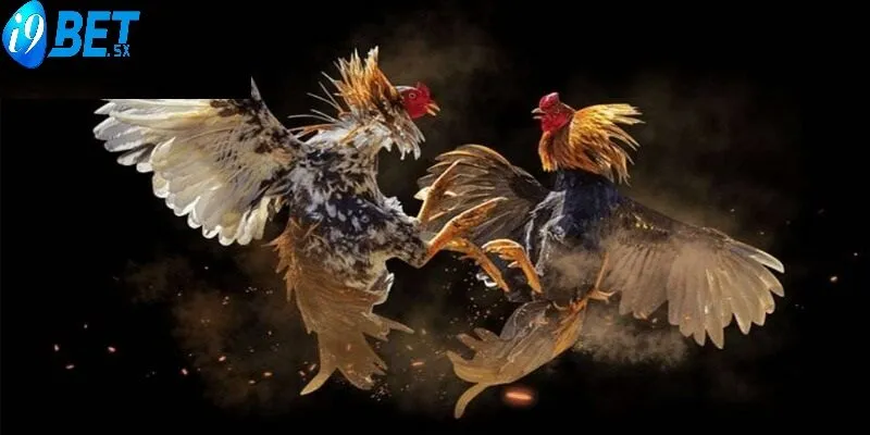 Đá gà cựa dao là một bộ môn truyền thống với lịch sử lâu đời, được ưa chuộng ở nhiều quốc gia, đặc biệt là với các giống gà Mỹ và Peru.