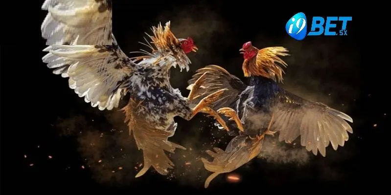 Gà Đá Hầu Kiềng i9bet không phải là một giống gà riêng biệt mà là cách gọi dựa trên phong cách đá đặc trưng của những chiến kê này.