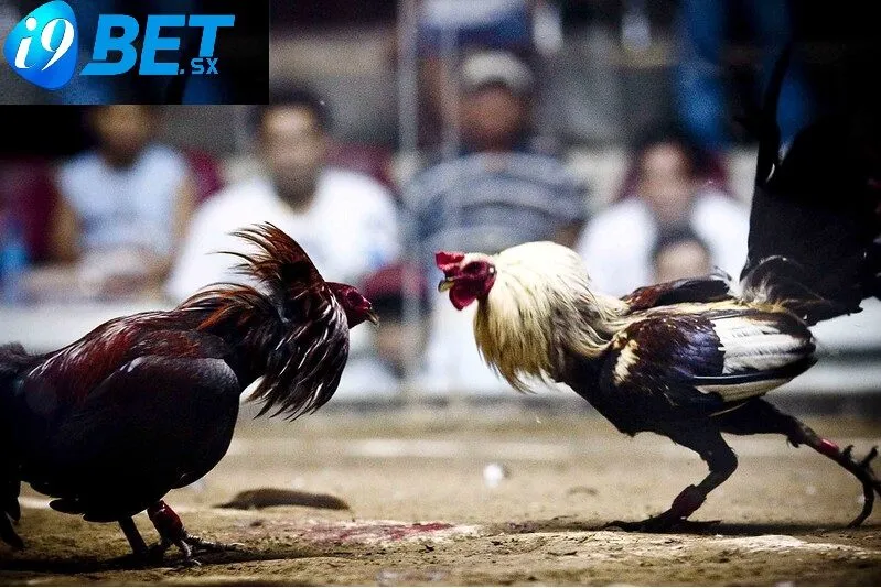 Đá gà Mỹ là một môn thể thao truyền thống lâu đời, có sức lan tỏa mạnh mẽ và được yêu thích ở nhiều quốc gia trên thế giới. Từ những sới gà