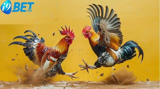 Đá Gà Shamo i9bet đại diện cho sức mạnh và sự bền bỉ đặc trưng trong văn hóa Nhật Bản, đồng thời là giống gà chiến truyền thống