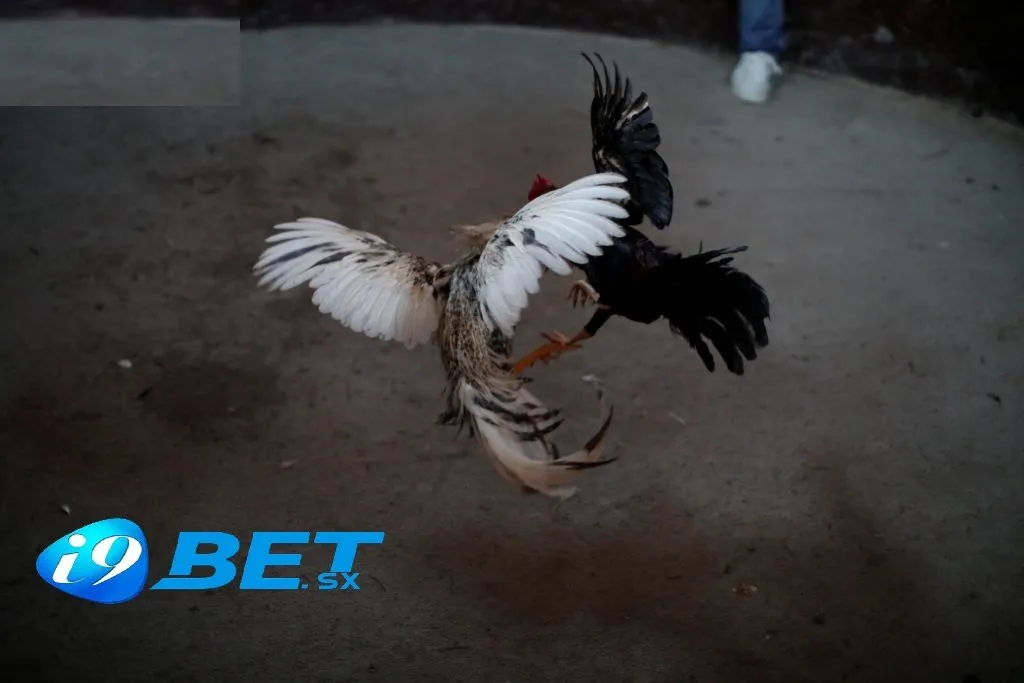 Vậy Đá Gà Trực Tiếp i9bet là gì? Những giống gà nào thường được yêu thích trong bộ môn này? Hãy cùng tìm hiểu chi tiết qua bài viết dưới đây